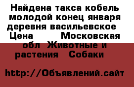 Найдена такса кобель молодой,конец января,деревня васильевское › Цена ­ 10 - Московская обл. Животные и растения » Собаки   